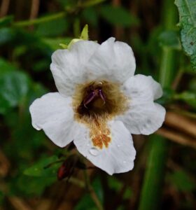 Mountain flowers in Africa